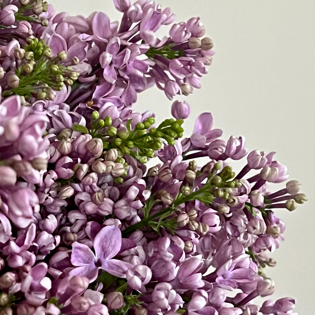 3 Month Floral Subscription - Petite (Spring)